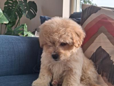 Cavapoochon puppies in Clare