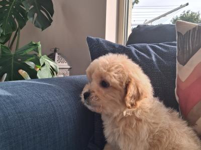 Cavapoochon puppies in Clare