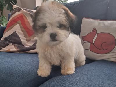 Cavapoochon puppies in Clare