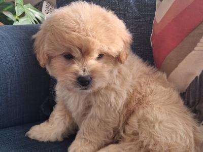 Cavapoochon puppies in Clare