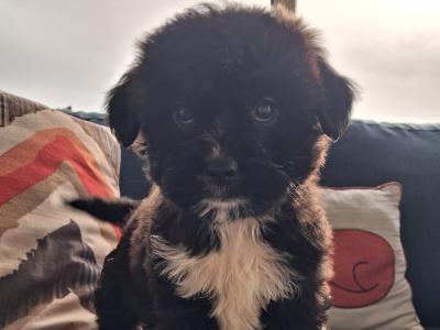 Cavapoochon puppies in Clare