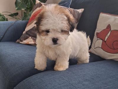 Cavapoochon puppies in Clare
