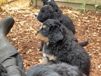 Golden Mountain Dog puppies in Galway