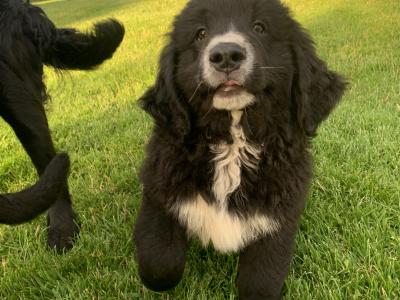 Golden Mountain Dog puppies in Galway