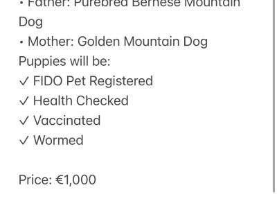 Golden Mountain Dog puppies in Galway