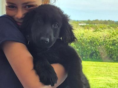 Beautiful female  Cocker Spaniel x German Shepherd puppy 3 months old for sale in Wexford
