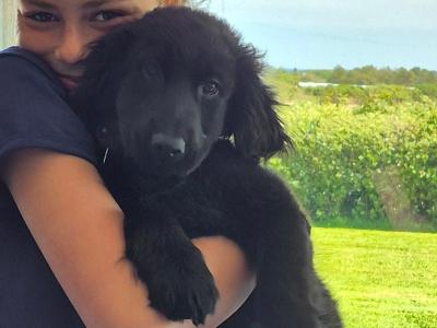 Beautiful female  Cocker Spaniel x German Shepherd puppy 3 months old for sale in Wexford
