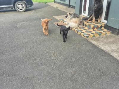 Beautiful female  Cocker Spaniel x German Shepherd puppy 3 months old for sale in Wexford