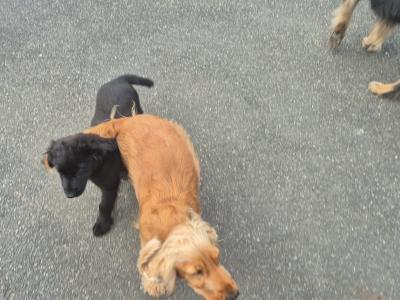 Beautiful female  Cocker Spaniel x German Shepherd puppy 3 months old for sale in Wexford