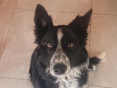 Mossy is 6 month old male Border Collie puppy in Dublin