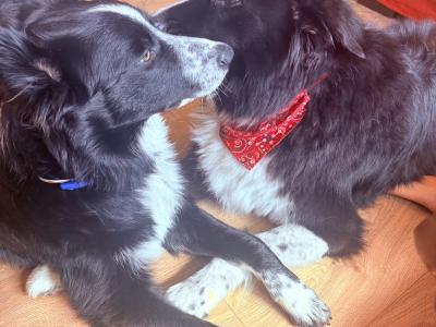Mossy is 6 month old male Border Collie puppy in Dublin