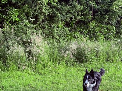 Mossy is 6 month old male Border Collie puppy in Dublin