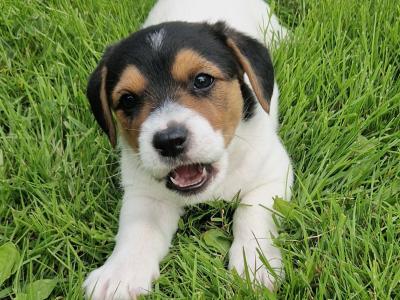 Beautiful Jack Russell puppies in Kildare