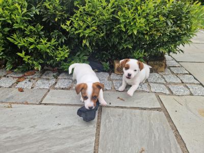 Beautiful Jack Russell puppies in Kildare