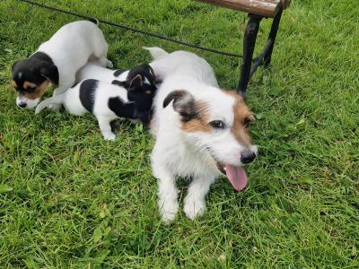 Beautiful Jack Russell puppies in Kildare