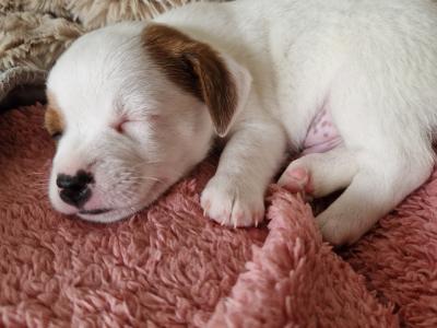 Beautiful Jack Russell puppies in Kildare