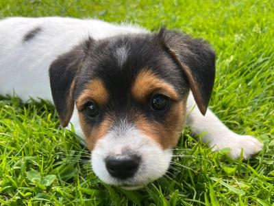 Beautiful Jack Russell puppies in Kildare