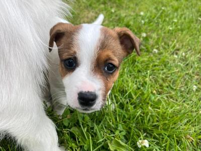 Beautiful Jack Russell puppies in Kildare