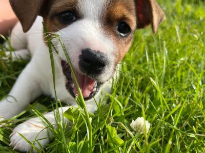 Beautiful Jack Russell puppies in Kildare