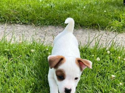 Beautiful Jack Russell puppies in Kildare