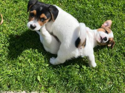 Beautiful Jack Russell puppies in Kildare