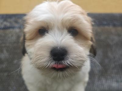 Stunning Coton Du Tuluer/Maltese Bewier puppies in Kerry