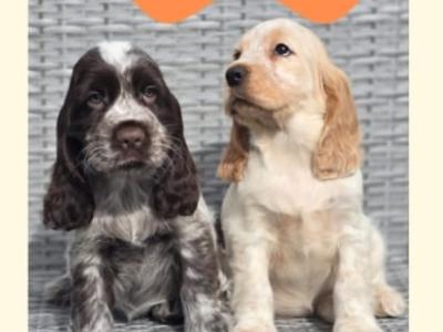 Cocker Spaniel puppies in Armagh