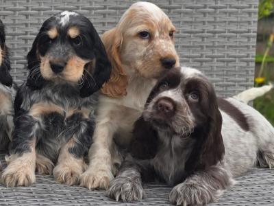 Cocker Spaniel puppies in Armagh