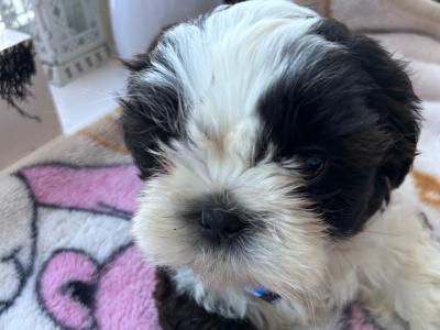 Purebred male Shih Tzu puppy in Tipperary