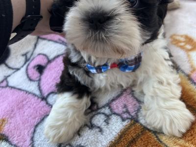 Purebred male Shih Tzu puppy in Tipperary