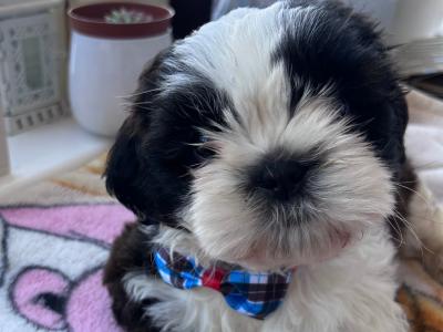 Purebred male Shih Tzu puppy in Tipperary