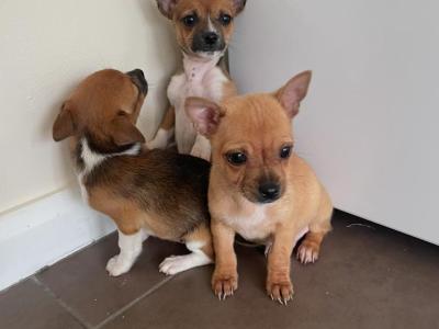 Male Chihuahua puppies in Galway