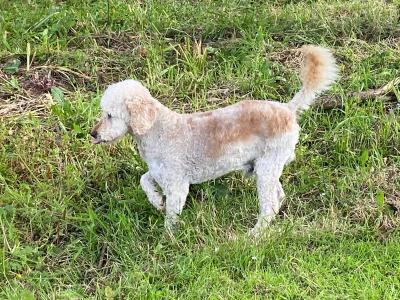 Beautiful Miniature Poodles in Meath IKC Registered, Call 087 622 4244