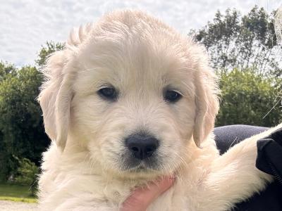2 Purebred Golden Retriever puppies in Wexford €800