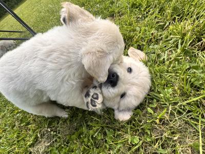 2 Purebred Golden Retriever puppies in Wexford €800