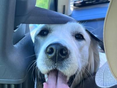 2 Purebred Golden Retriever puppies in Wexford €800