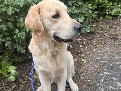 2 Purebred Golden Retriever puppies in Wexford €800