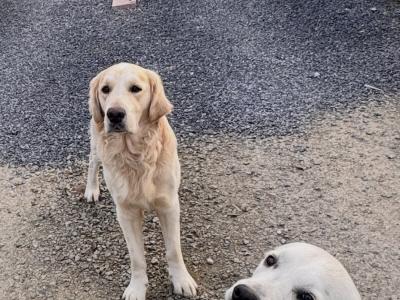 2 Purebred Golden Retriever puppies in Wexford €800