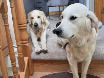2 Purebred Golden Retriever puppies in Wexford €800