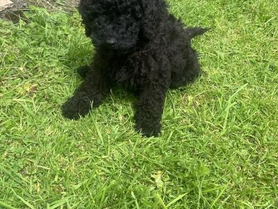 Beautiful Miniature Poodles in Meath IKC Registered, Call 087 622 4244