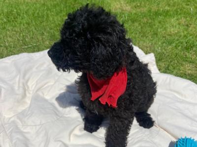 Beautiful Miniature Poodles in Meath IKC Registered, Call 087 622 4244