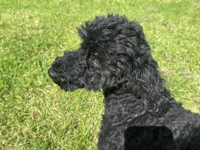 Beautiful Miniature Poodles in Meath IKC Registered, Call 087 622 4244