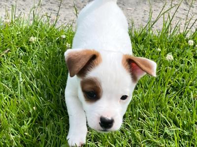 Beautiful Jack Russell puppies in Kildare