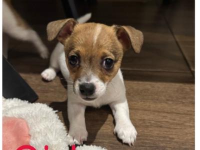 Gorgeous Jack Russell Terrier puppies for sale in Longford