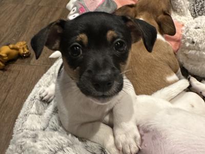 Gorgeous Jack Russell Terrier puppies for sale in Longford