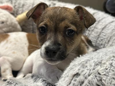 Gorgeous Jack Russell Terrier puppies for sale in Longford