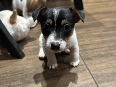 Gorgeous Jack Russell Terrier puppies for sale in Longford