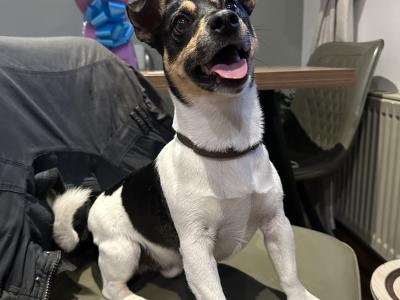 Gorgeous Jack Russell Terrier puppies for sale in Longford