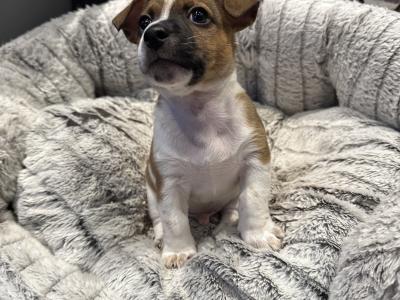 Gorgeous Jack Russell Terrier puppies for sale in Longford