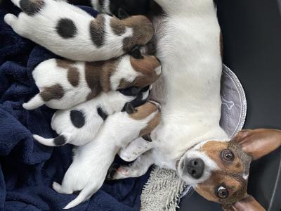 Gorgeous Jack Russell Terrier puppies for sale in Longford
